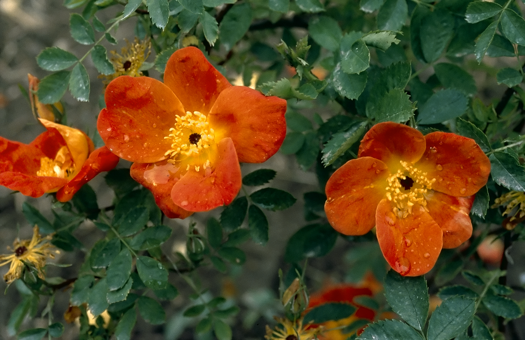 33 - Foetida - Tyrkisk Rose