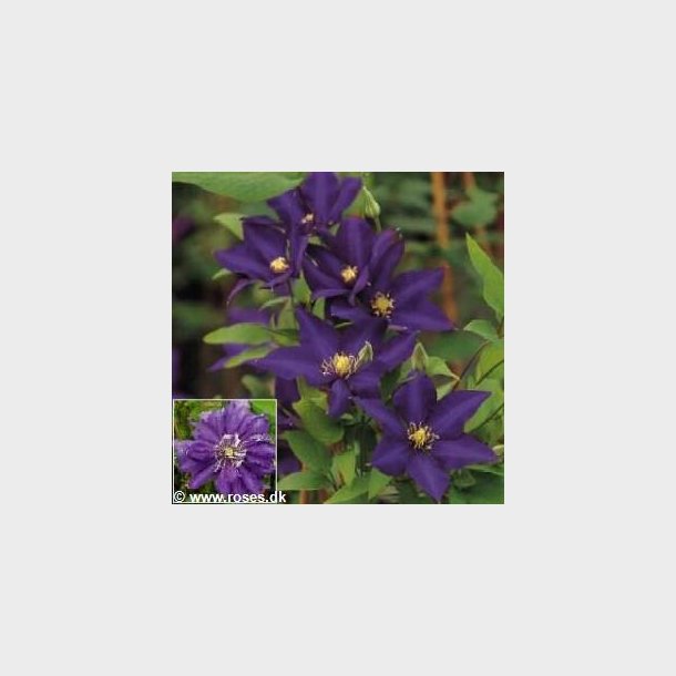 Clematis 'Daniel Deronda' - Hybrider I - MY-GARDEN
