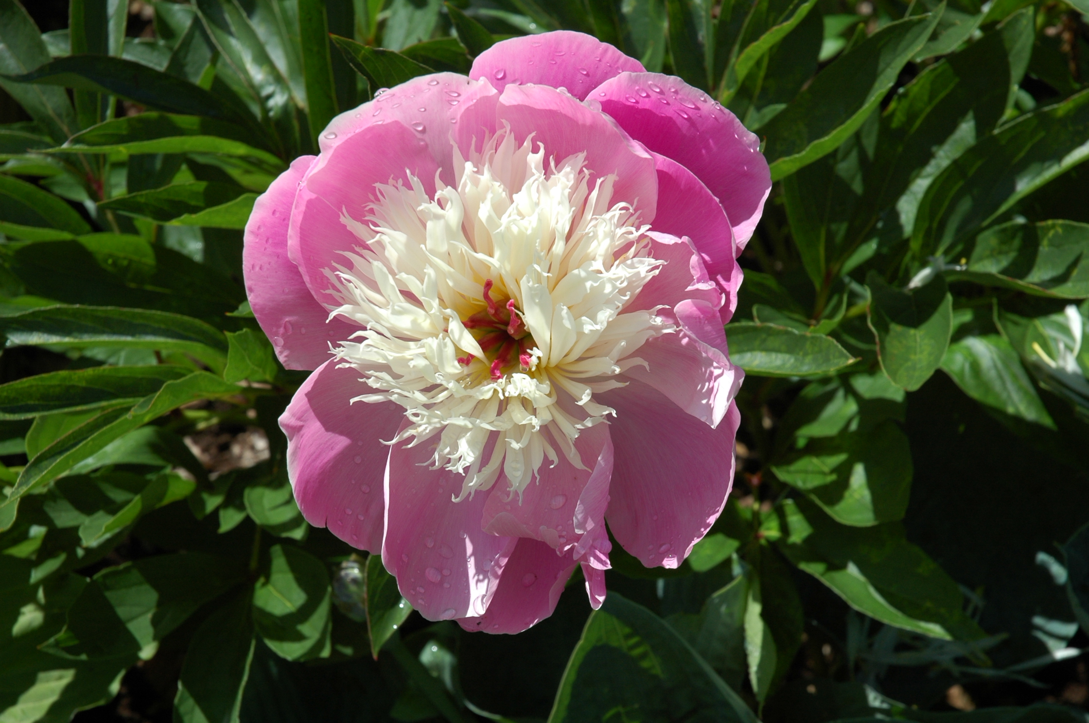 Paeonia 'Bowls of Beauty'