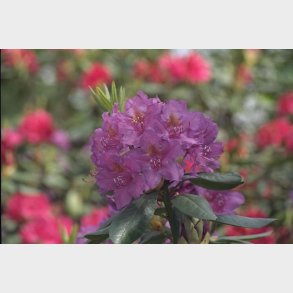 Rh. Lee's dark purple