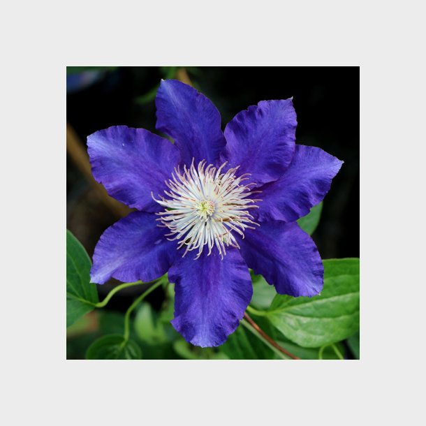 Clematis 'Mia' ogs 'Marine'