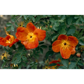 Rosa foetida Bicolor