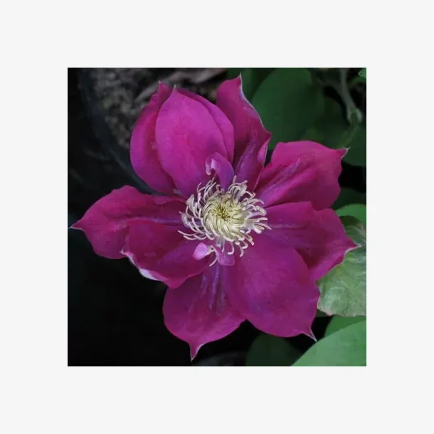 'Fireflame'