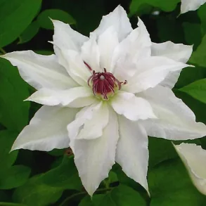 Clematis 'Sparkler'
