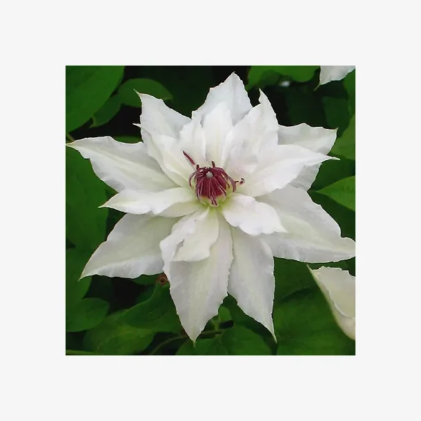 Clematis 'Sparkler'