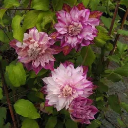 'Patricia Ann Fretwell'