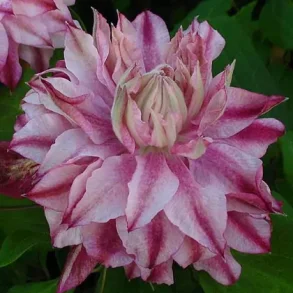 'Patricia Ann Fretwell'
