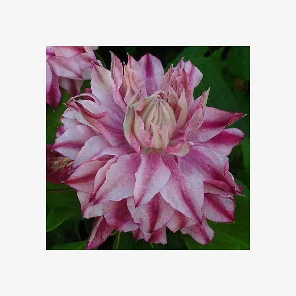 'Patricia Ann Fretwell'