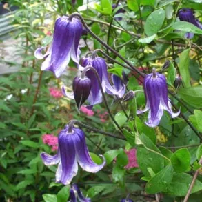 Clematis 'Rooguchi'