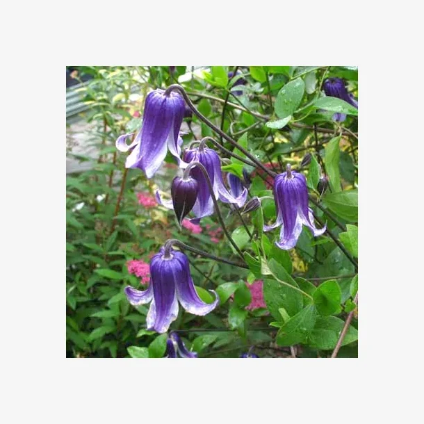 Clematis 'Rooguchi'