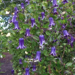 Clematis 'Rooguchi'