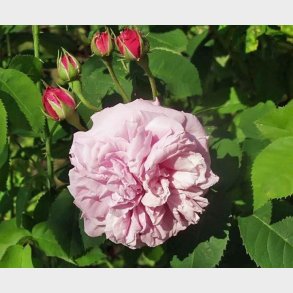 Gros Chou d'Hollande