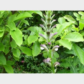 Acanthus mollis - Bjrnetidsel