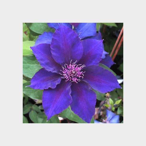 Clematis 'Burma Star'