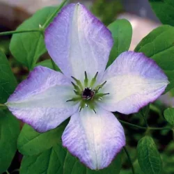 Clematis 'Richards Picotee'