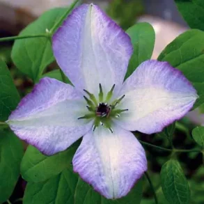 Clematis 'Richards Picotee'