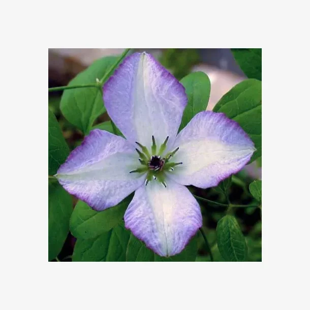 Clematis 'Richards Picotee'