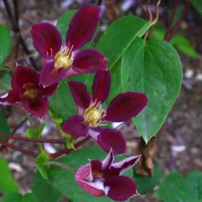 Clematis 'Ruby Wedding'