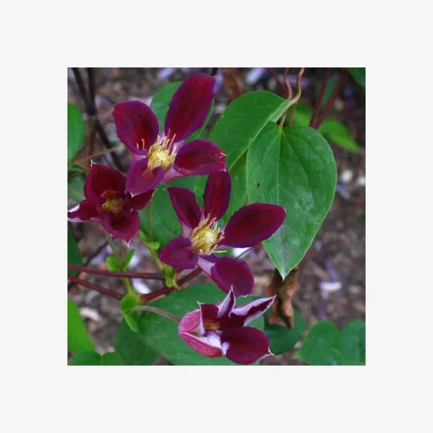 Clematis 'Ruby Wedding'