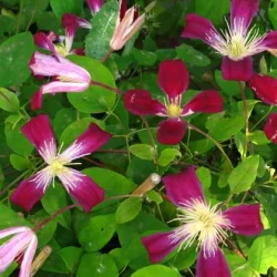 Clematis 'Ruby Wedding'
