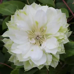 Clematis 'Delphine'