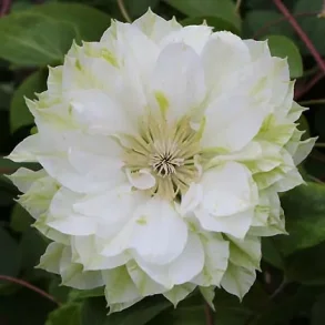 Clematis 'Delphine'