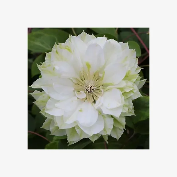Clematis 'Delphine'