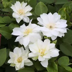 Clematis 'Delphine'