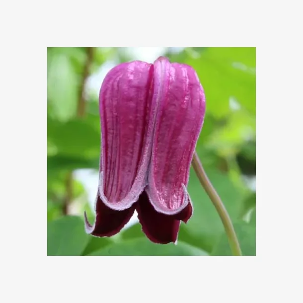 'Liviana'