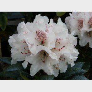 Rh. agganuphum 'Rustii'