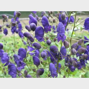 Aconitum henryi 'Sparks Variety' - Stormhat