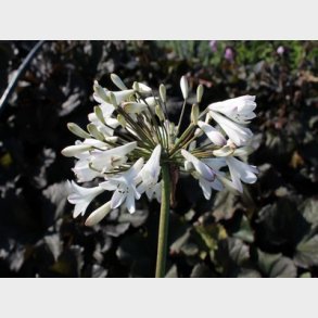Agapanthus africanus 'Albus' - Skrmlilje