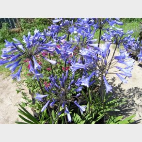 Agapanthus hybrid 'Dr. Brouwer' - Skrmlilje