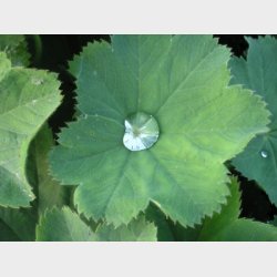 Alchemilla mollis - Lvefod