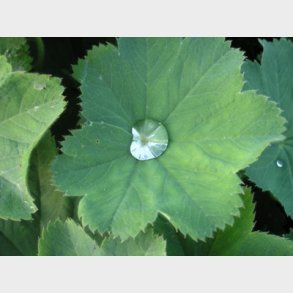 Alchemilla mollis - Lvefod