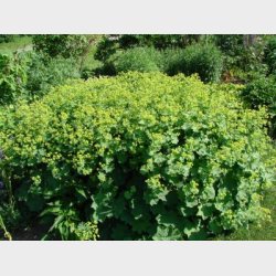 Alchemilla mollis - Lvefod