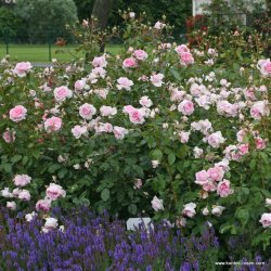 Alexandra - Princesse de Luxembourg