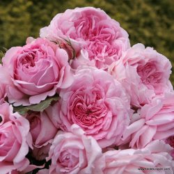 Alexandra - Princesse de Luxembourg