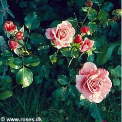 Aloha (fra f;r 1939)