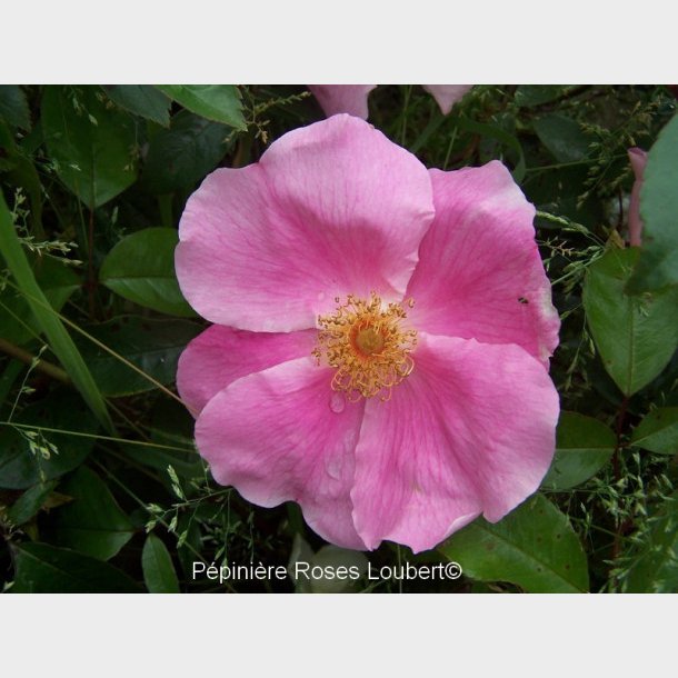 Anemone Rose