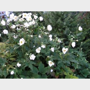 Anemone japonica 'Honorine Jobert' - Hstanemone