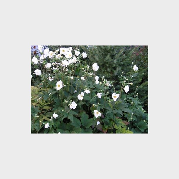 Anemone japonica 'Honorine Jobert' - Hstanemone