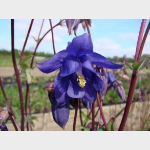Aquilegia vulgaris - Akeleje
