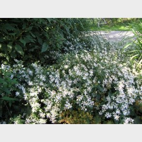 Aster divaricatus - Asters