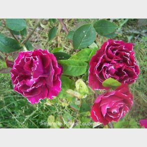 Baron Girod de l'Ain