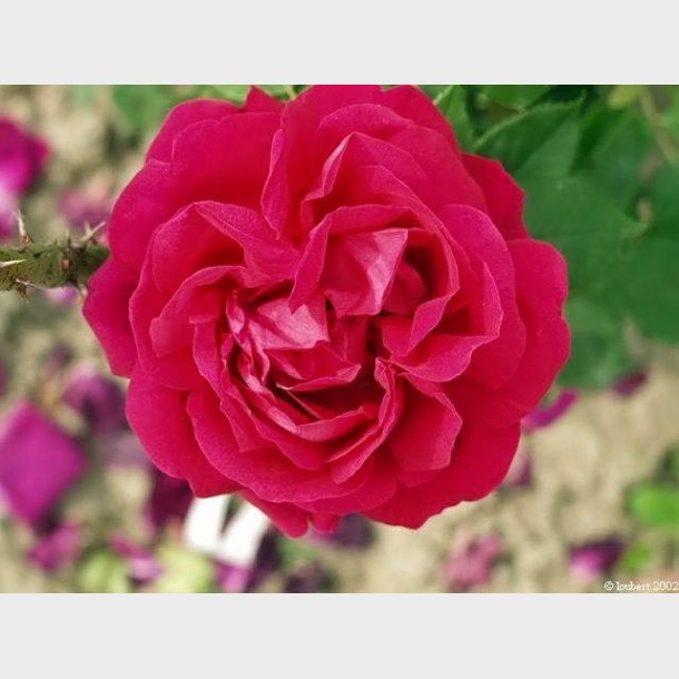 Baron de Bonstetten