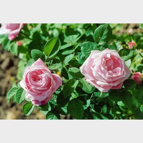 Baronne Adolphe de Rothschild