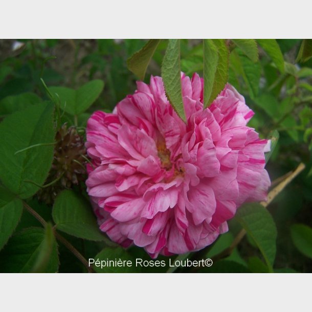 Belle des Jardins