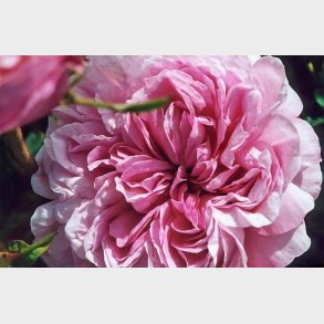 Belle sans Flatterie