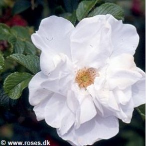 Blanc Double de Coubert